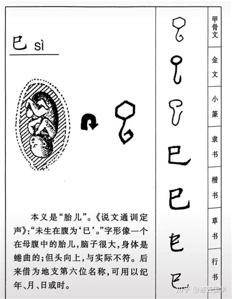 巳寅|分解十二地支最深刻的解读3（寅）